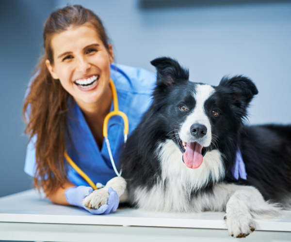 Veterinary Formulations: Tailored Medication Solutions for Your Beloved Pets
